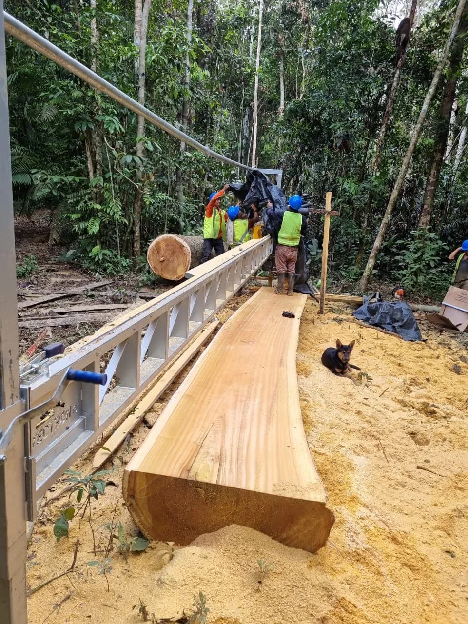Troza de gran diámetro en el aserradero de cinta instalado en el bosque