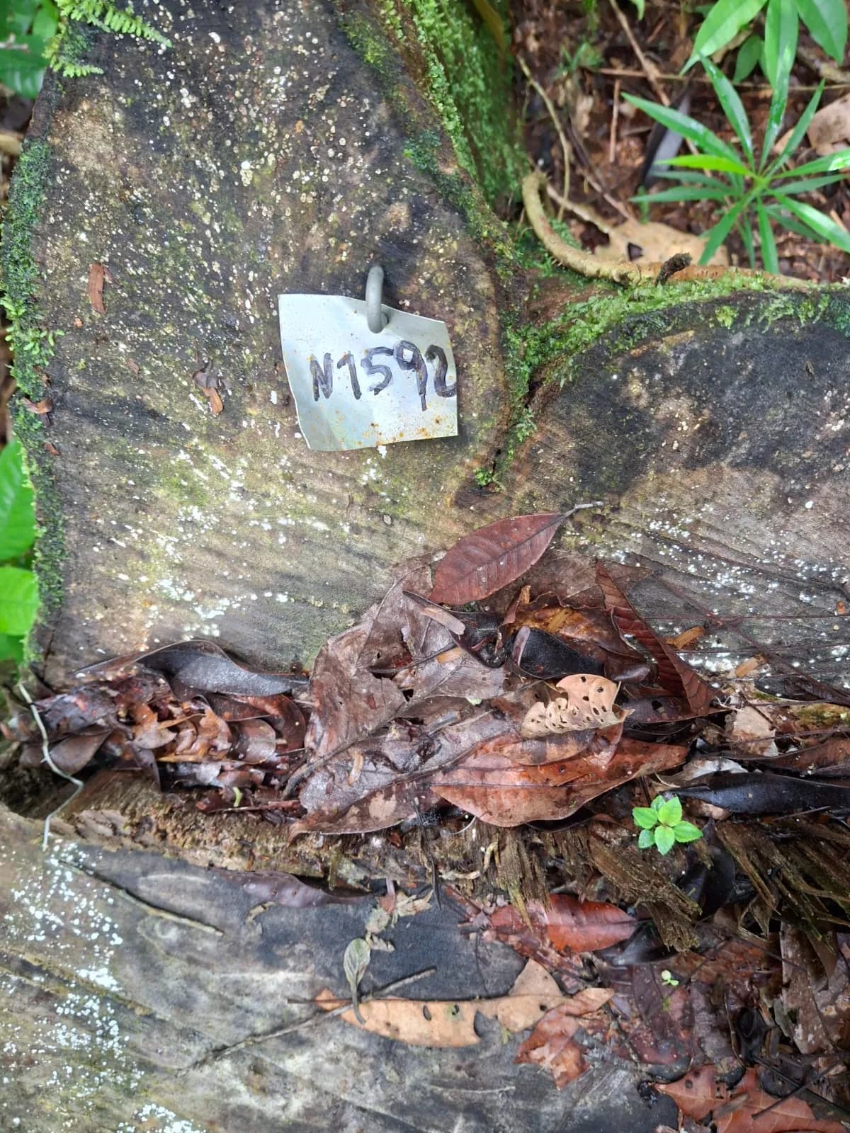 Tocón con la placa numerada que identifica al árbol censado y aprovechado